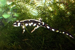 IMG_0854bk.JPG IMG_0854bk.JPG