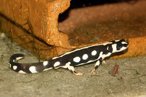 IMG_0859bk.JPG IMG_0859bk.JPG