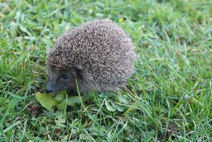 IMG_3207.JPG IMG_3207.JPG