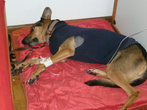 Sonny_OP 30.11.2013_01.JPG Sonny_OP 30.11.2013_01.JPG