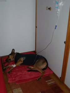 Sonny_OP 30.11.2013_02.JPG Sonny_OP 30.11.2013_02.JPG