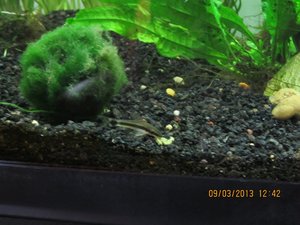 Otocinclus eating algae wafer.jpg