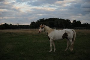 Maja-Deeb-stall23-08-10 107 (640x425).jpg