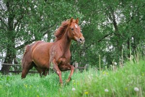 Mini Wiese Galopp 2012 (640x427).jpg