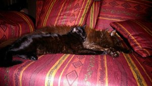 aupfb9.jpg aupfb9.jpg