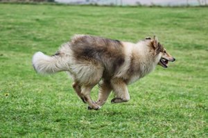 Dummy 2013 Rocky ist dran.JPG