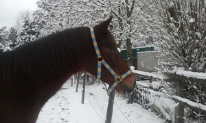 2013-02-08 11.03.40_Bildgröße ändern.jpg