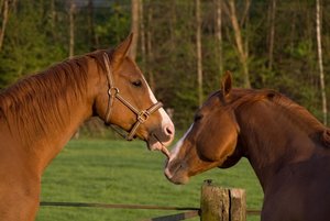 Neues Bild13 (640x427).jpg