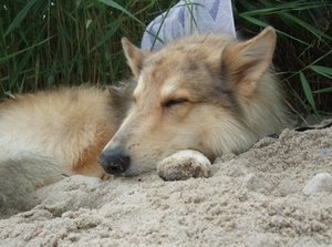 Rocky 2012 entspannt am Strand.JPG