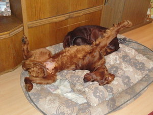 DSC05373_Bildgröße ändern.JPG