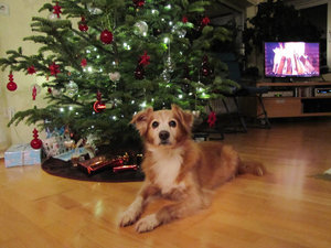 Giotto_Weihnachten.jpg Giotto_Weihnachten.jpg