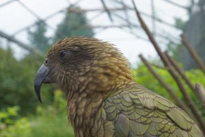 Kea.jpg