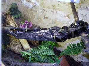 elaphe_schrenckii_1.jpg elaphe_schrenckii_1.jpg