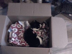 Barney packt aus.jpg Barney packt aus.jpg