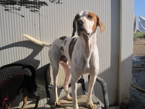 Babo (2) 12_13.jpg Babo (2) 12_13.jpg