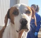 Babo (1) 23 12 2013 klein.jpg Babo (1) 23 12 2013 klein.jpg