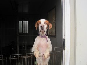 Babo nach Klinik (4).JPG Babo nach Klinik (4).JPG