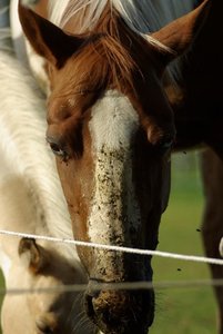 215705_460257190673780_499210837_n (428x640).jpg