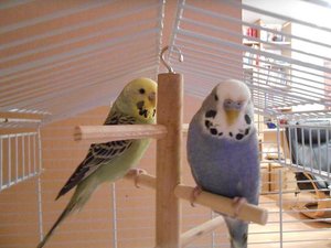 Blue und Birdy.JPG