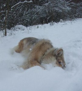 Rocky 2010 im Schnee 1.JPG Rocky 2010 im Schnee 1.JPG