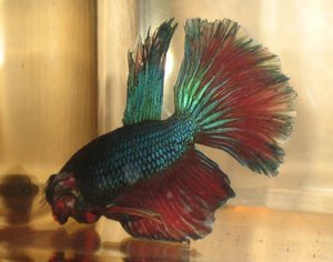 Betta fotos 024.jpg