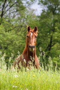 Mini Wiese 2012 (427x640).jpg Mini Wiese 2012 (427x640).jpg