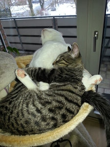 ImageUploadedByTapatalk1394035447.953576.jpg ImageUploadedByTapatalk1394035447.953576.jpg