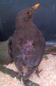 2013_05_20 Amsel adult Katzenopfer klein.jpg