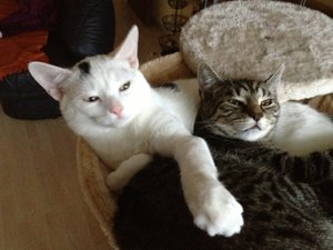 ImageUploadedByTapatalk1394571961.580624.jpg ImageUploadedByTapatalk1394571961.580624.jpg