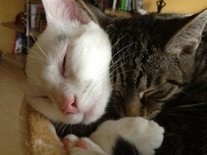 ImageUploadedByTapatalk1394572079.752611.jpg ImageUploadedByTapatalk1394572079.752611.jpg