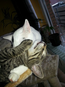 ImageUploadedByTapatalk1394631831.562806.jpg ImageUploadedByTapatalk1394631831.562806.jpg