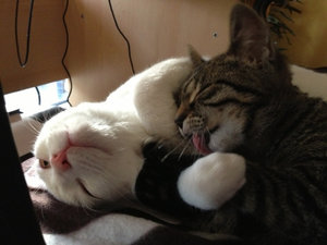 ImageUploadedByTapatalk1394631866.141149.jpg ImageUploadedByTapatalk1394631866.141149.jpg