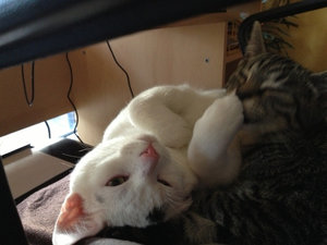 ImageUploadedByTapatalk1394631878.692390.jpg ImageUploadedByTapatalk1394631878.692390.jpg