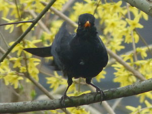 Amselmännchen.JPG Amselmännchen.JPG