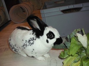 hannes.neu6i4j9g.jpg hannes.neu6i4j9g.jpg