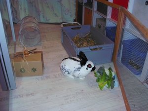 hannes.neu11j6j4j.jpg hannes.neu11j6j4j.jpg