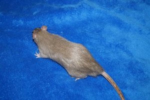 12073_544815455546479_416387527_n carnage 3.jpg