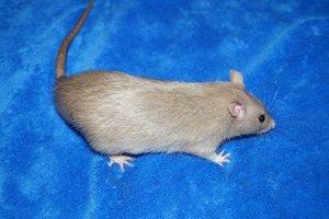 149786_544815405546484_750738618_n carnage 4.jpg