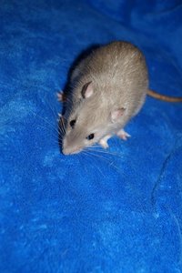 190022_544816165546408_1328825688_n carnage.jpg