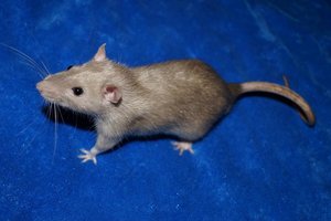 530466_544816515546373_566354935_n carnage 2.jpg