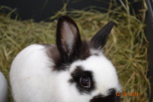 17625656ij.jpg 17625656ij.jpg