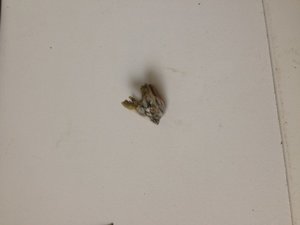 Zahn1 (Small).jpg Zahn1 (Small).jpg