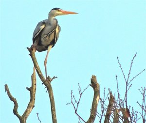 18107085wg.jpg 18107085wg.jpg