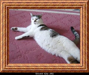 Peterli 1997-2013k.jpg