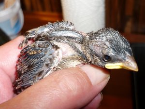 P1070373 (640x481).jpg