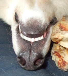 Nase neben Knochen kleiner.JPG