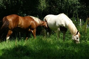 PICT0277.JPG PICT0277.JPG