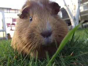 ImageUploadedByTapatalk1399906588.917058.jpg ImageUploadedByTapatalk1399906588.917058.jpg