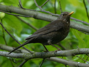 P1070205 verkleinert.JPG