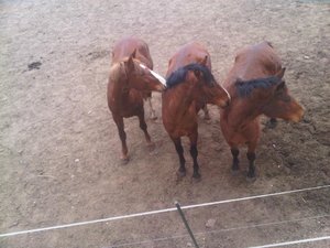 246450_451828128168314_1297670444_n.jpg 246450_451828128168314_1297670444_n.jpg